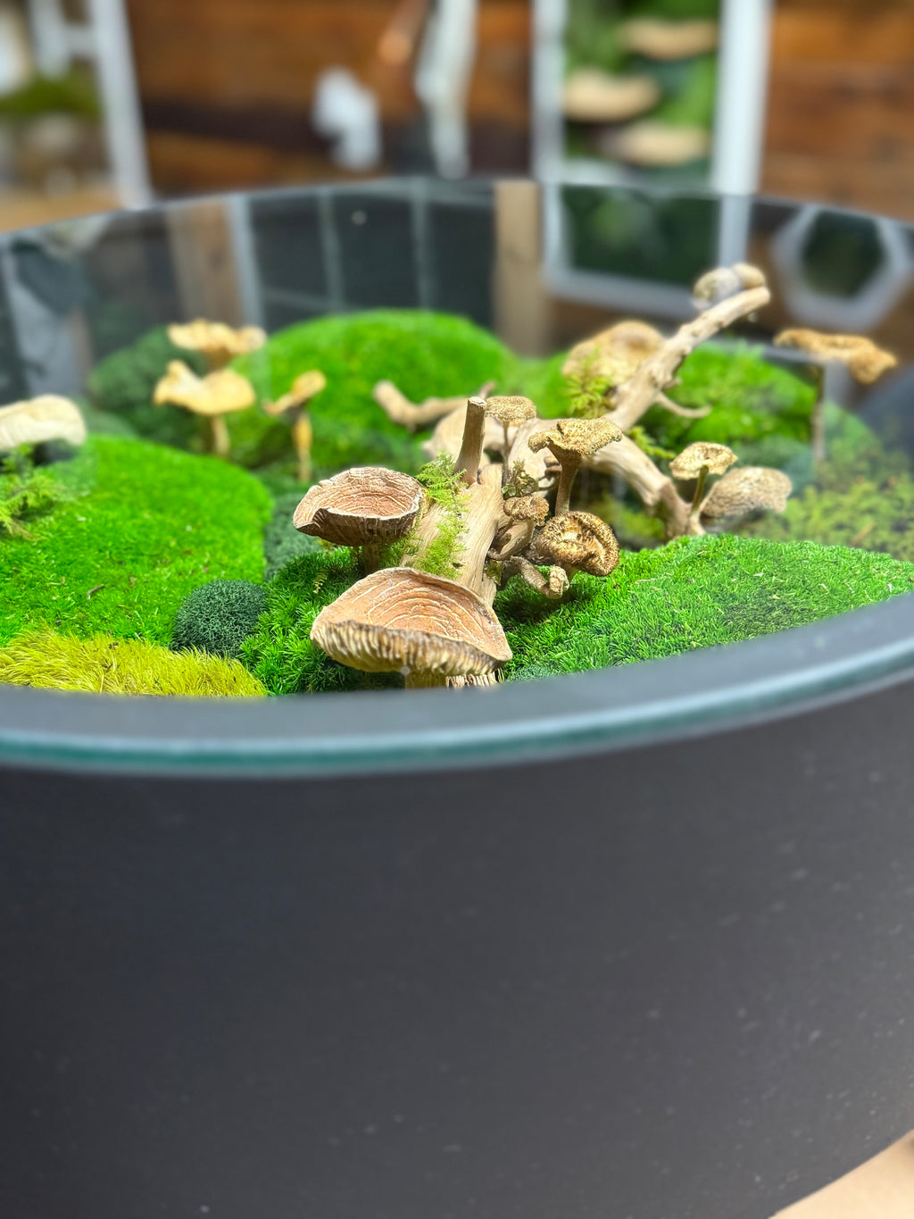 Terrarium with green moss and small mushrooms in a black container