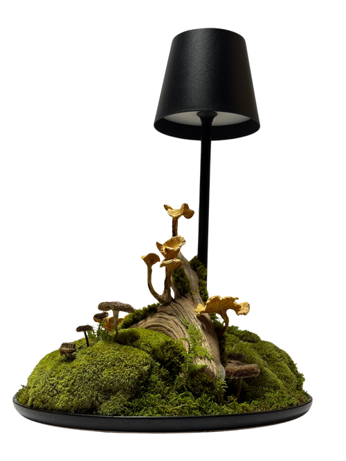 Handcrafted preserved moss bonsai lamp with natural wood and rock base, set in a black circular tray