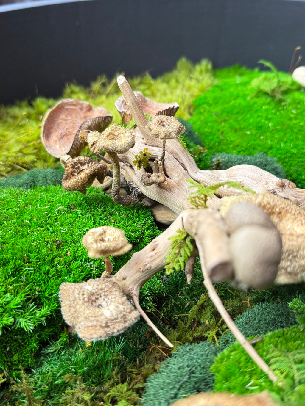 Mushrooms and driftwood on a bed of green moss