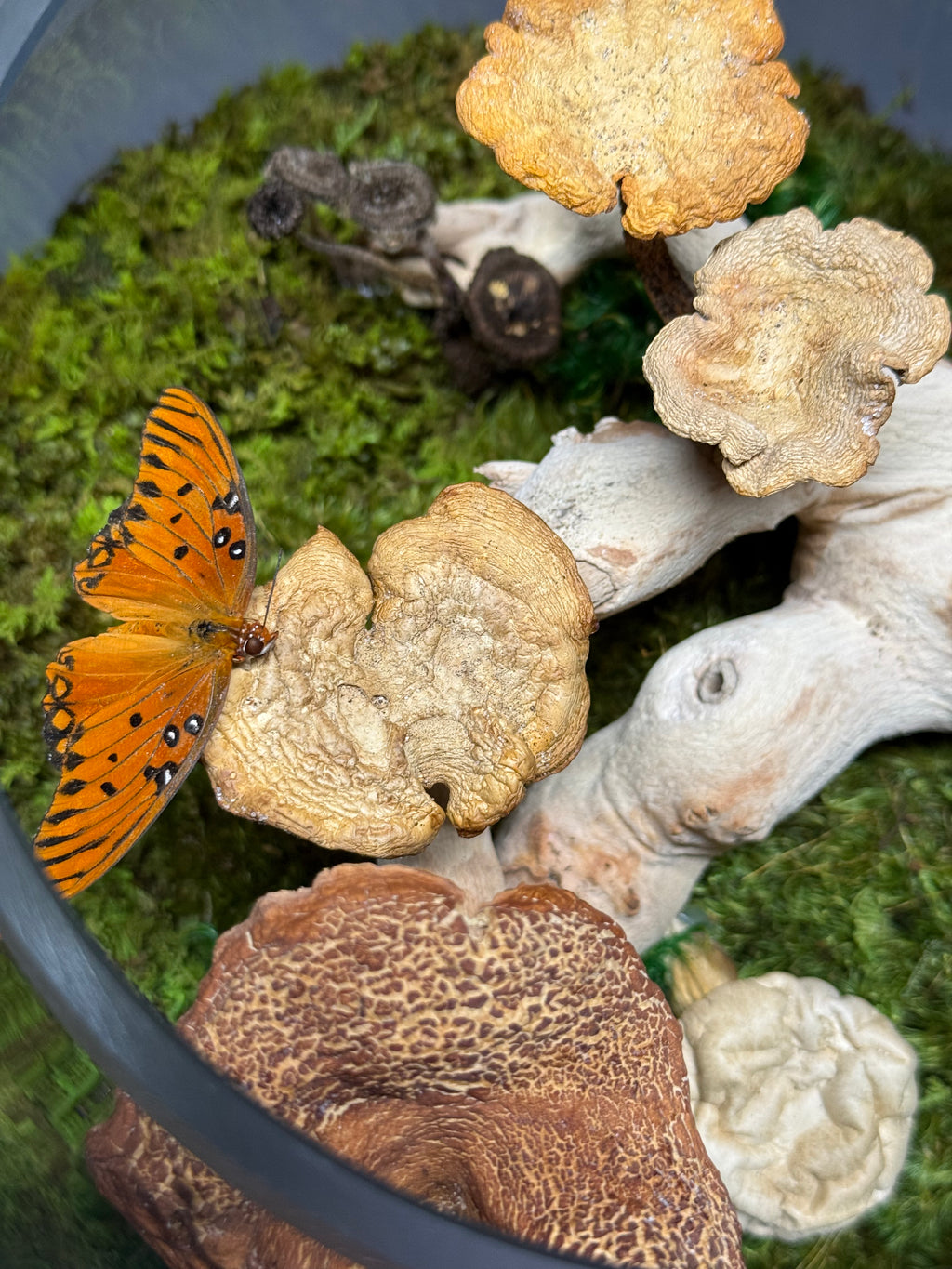 Butterfly on a mushroom with moss and wood in the background