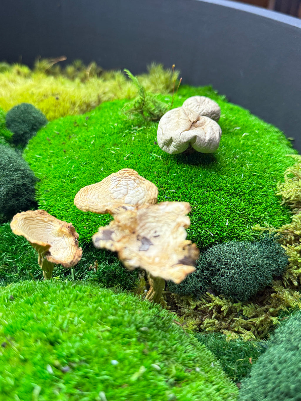 Moss ball with small mushrooms on a dark background