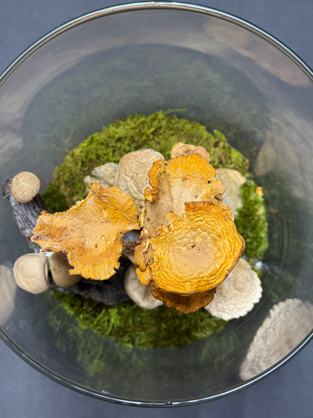 Preserved Moss Terrarium in Tall Glass Cylinder – Handcrafted Woodland Scene | Zero-Maintenance Natural Decor