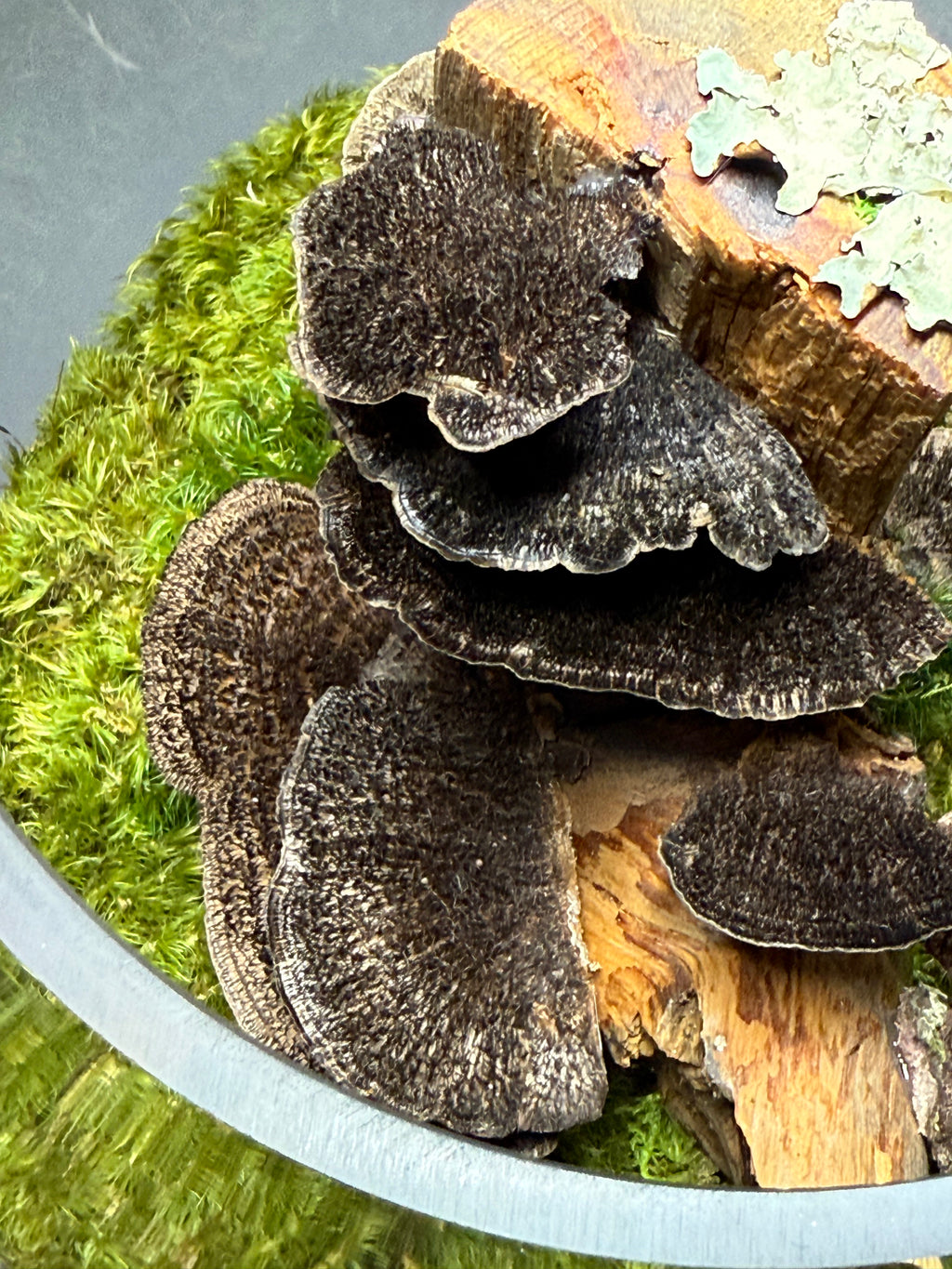 Preserved Moss Terrarium in Glass Bowl – Handcrafted Miniature Forest Scene | Natural Biophilic Decor | Zero-Maintenance Terrarium Art