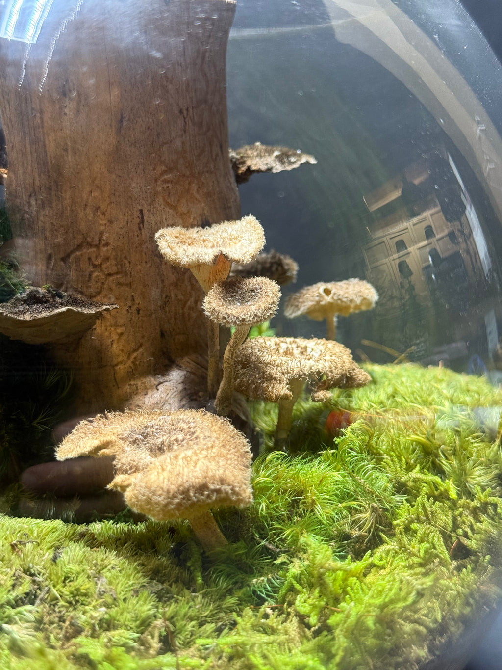 Preserved Moss Terrarium in Glass Bowl – Handcrafted Miniature Forest Scene | Natural Biophilic Decor | Zero-Maintenance Terrarium Art