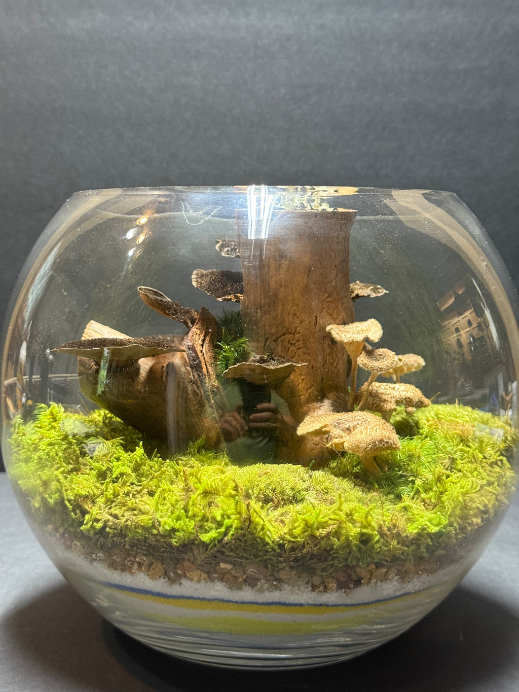 Preserved Moss Terrarium in Glass Bowl – Handcrafted Miniature Forest Scene | Natural Biophilic Decor | Zero-Maintenance Terrarium Art