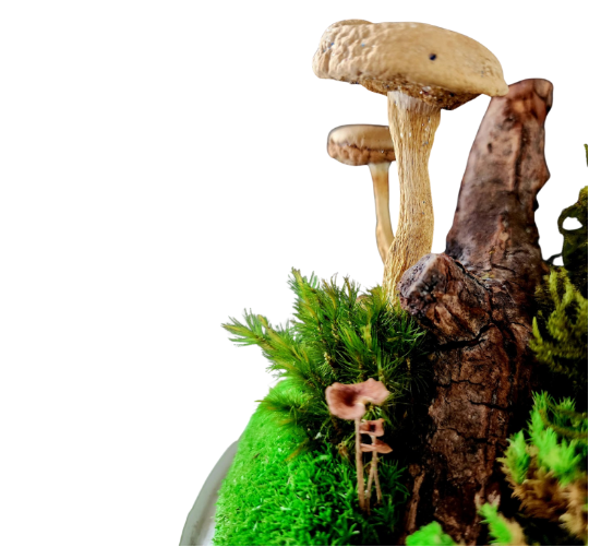 Decorative terrarium with mushrooms and moss on a white background