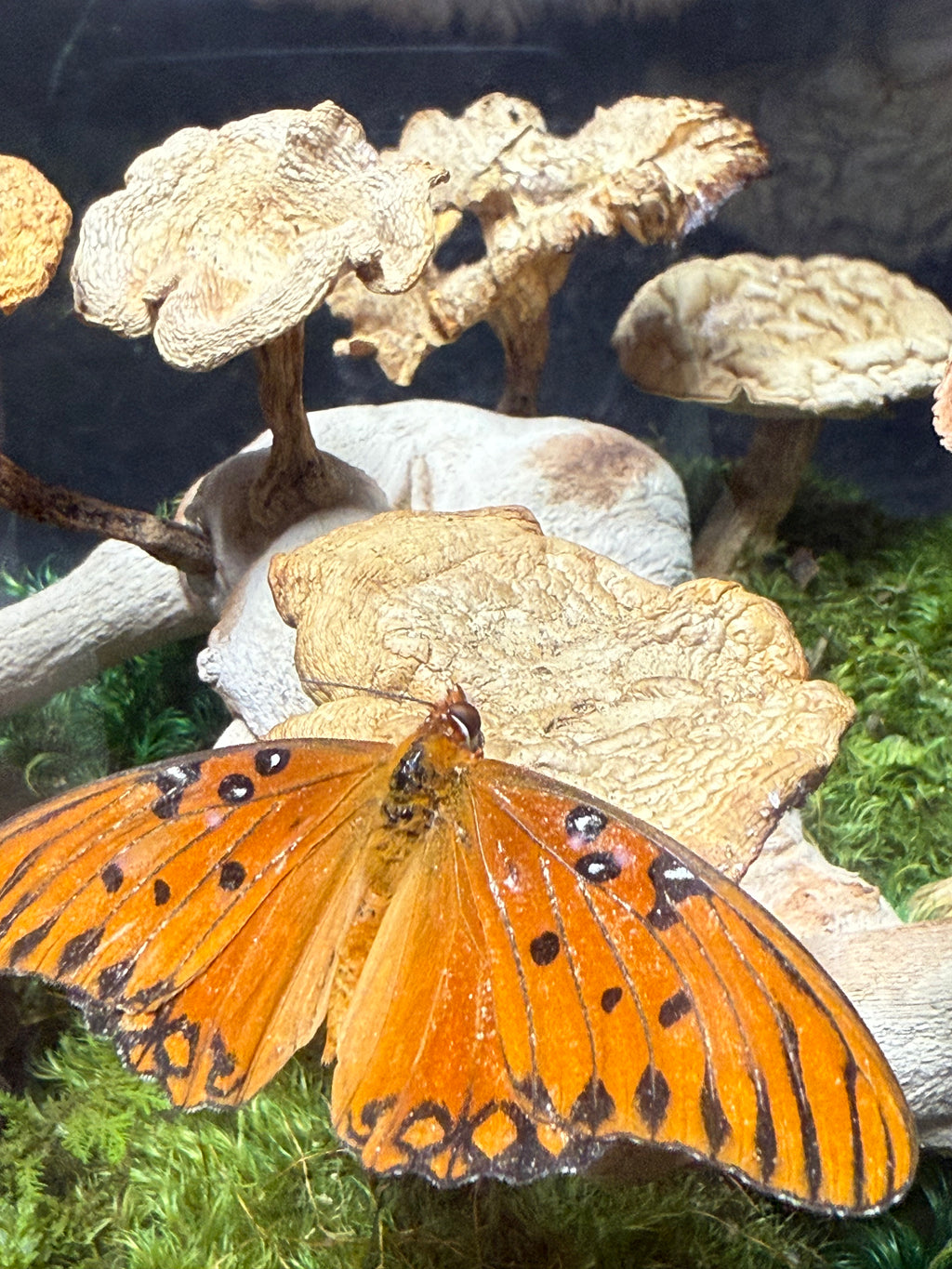 Orange butterfly with black spots on a natural background of rocks and moss