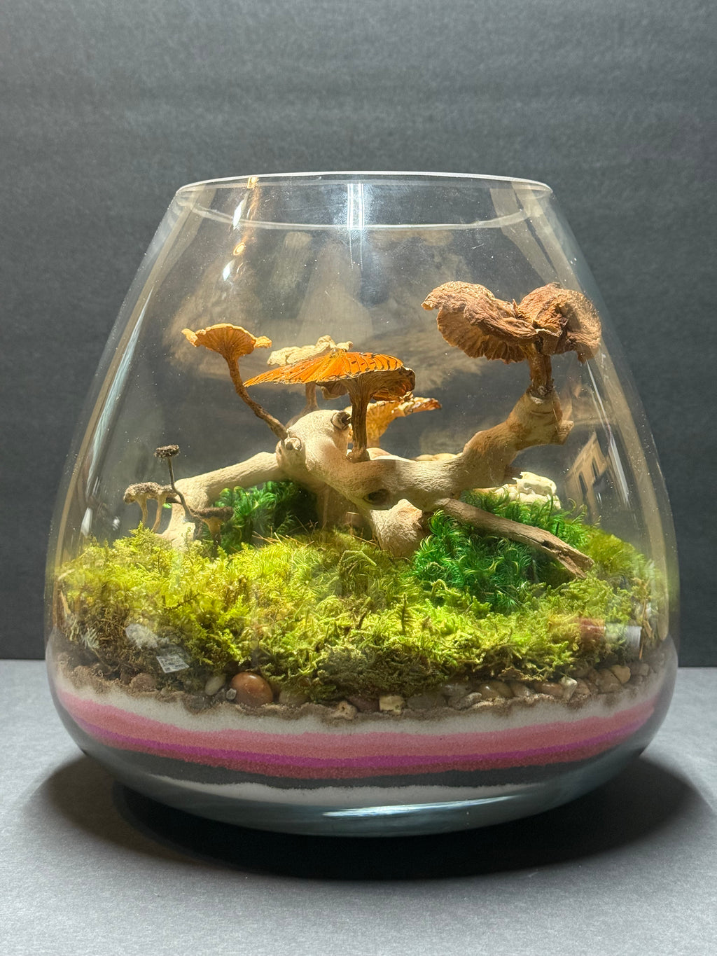 Small terrarium with plants and rocks on a gray background