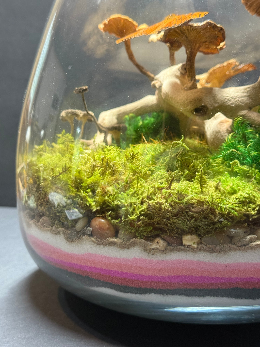 Terrarium with moss, rocks, and small plants on a gray background