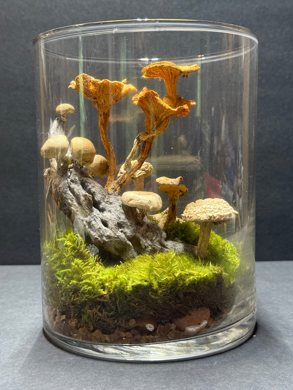 Terrarium with mushrooms and greenery inside a transparent container on a gray background