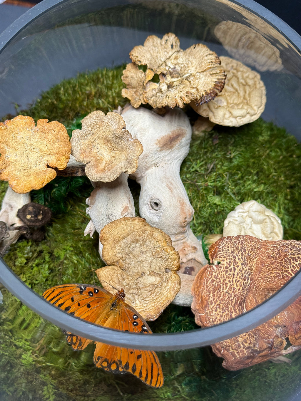 Terrarium with mushrooms, moss, and a butterfly